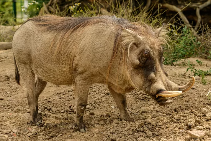 Misteri Rimba: Menyusuri Habitat Babi Hutan di Hutan Tropis