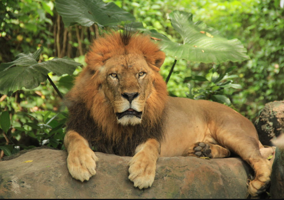 Petualangan Seru: Jejak Singa di Savana Afrika