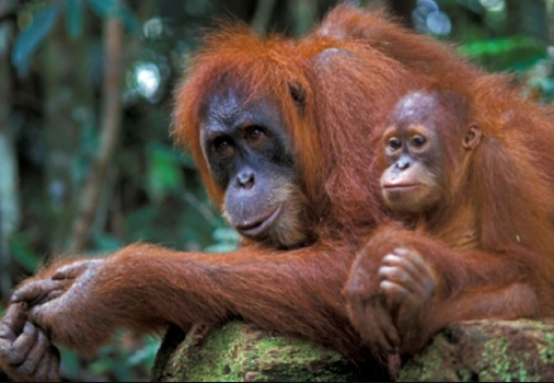Misteri Langka: Menelusuri Kehidupan Orangutan di Hutan Hujan