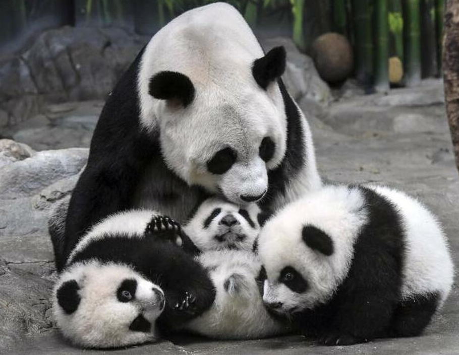Petualangan Seru: Bertemu Panda di Pegunungan Tiongkok