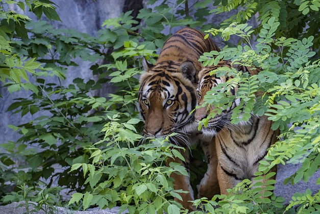 Misteri Kehidupan Harimau Bengal: Legenda Rimba India