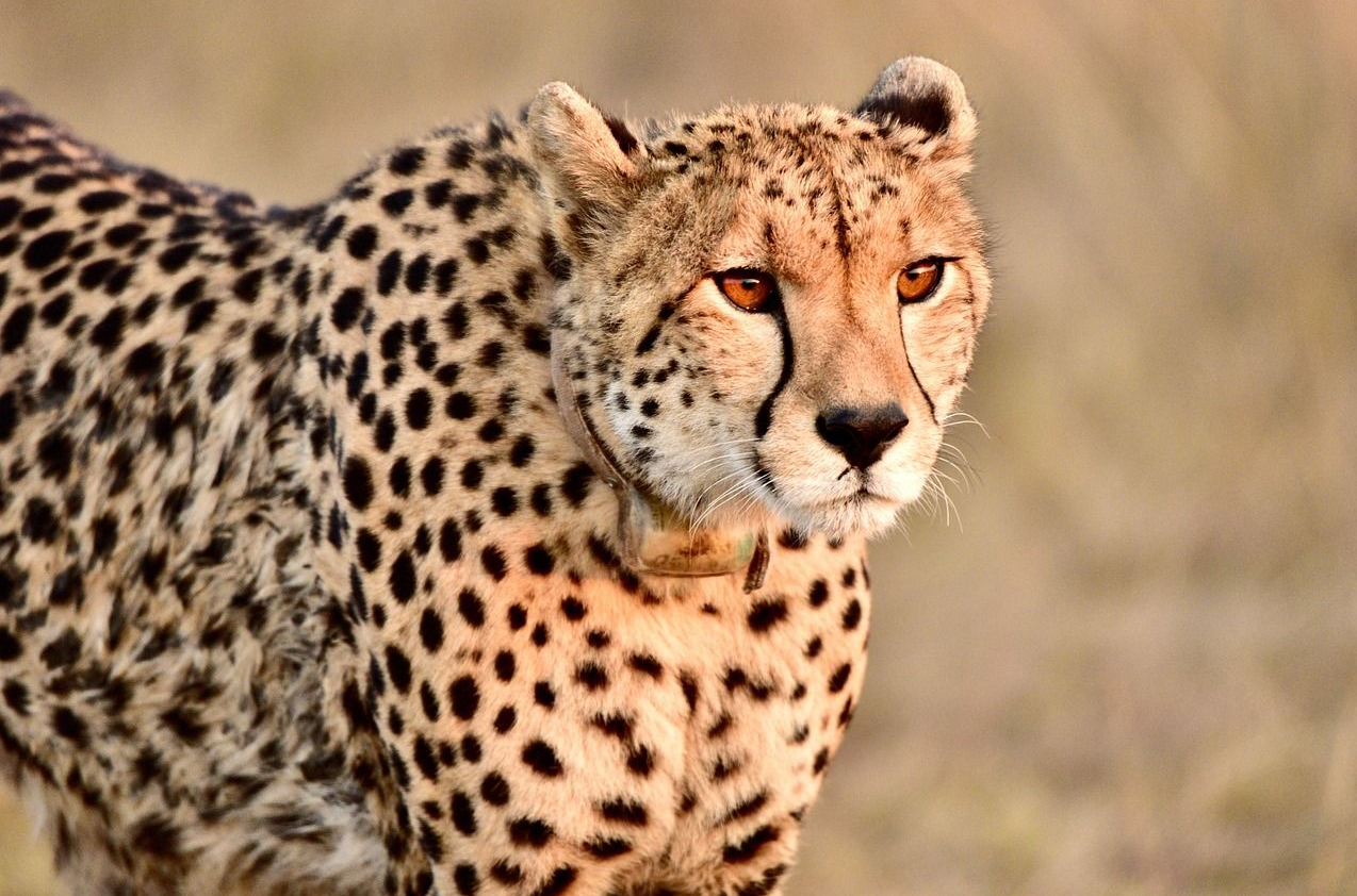 Petualangan Seru: Menyusuri Kehidupan Cheetah di Padang Savana