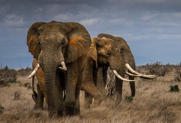 Menyaksikan Kehidupan Gajah Afrika di Sabana
