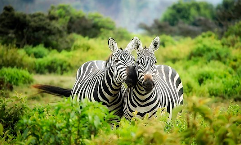 Kisah Kehidupan Zebra di Gurun Kalahari