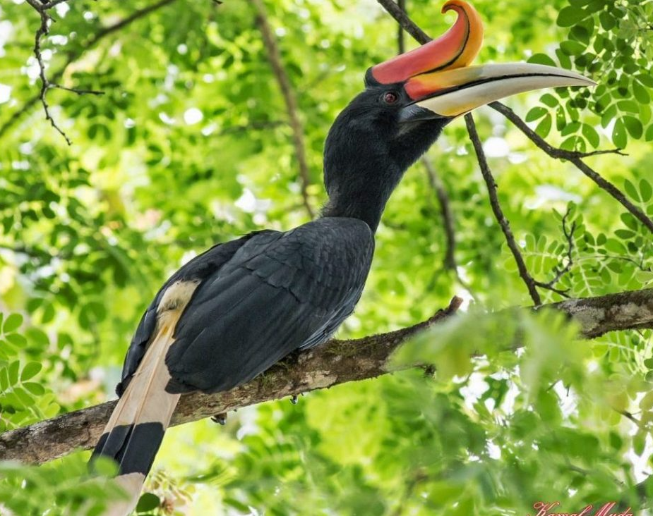 Menyusuri Habitat Burung Enggang di Rimba Kalimantan