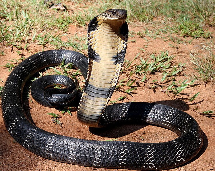 Mengungkap Misteri Ular King Cobra: Raja di Dunia Reptil