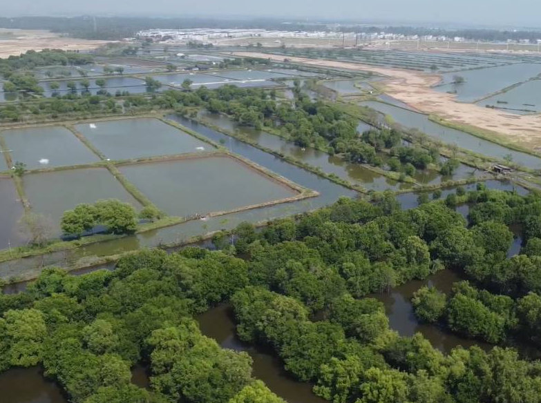 Mengenal Silvofishery atau Wanamina: Solusi Tambak Perikanan yang Aman bagi Kawasan Mangrove