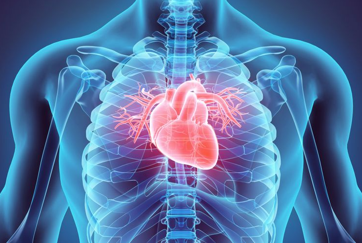 Pahami Anatomi Jantung Lebih Jauh dan Fungsinya