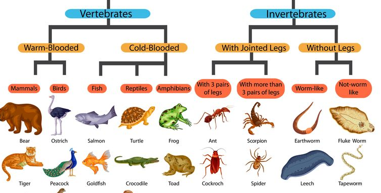 Klasifikasi Kingdom Animalia: Karakteristik dan Ciri-Cirinya