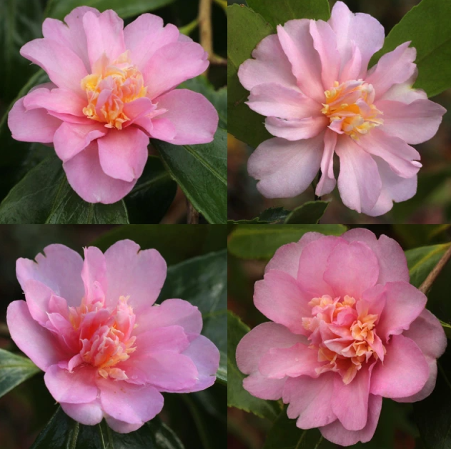 Camellia Charm: Keanggunan Tanaman Camellia dalam Taman Anda