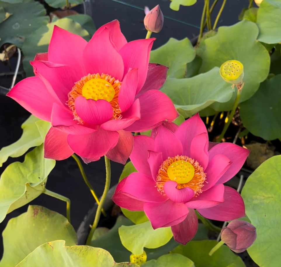 Lotus Love: Simbolisme dan Kecantikan dari Bunga Teratai