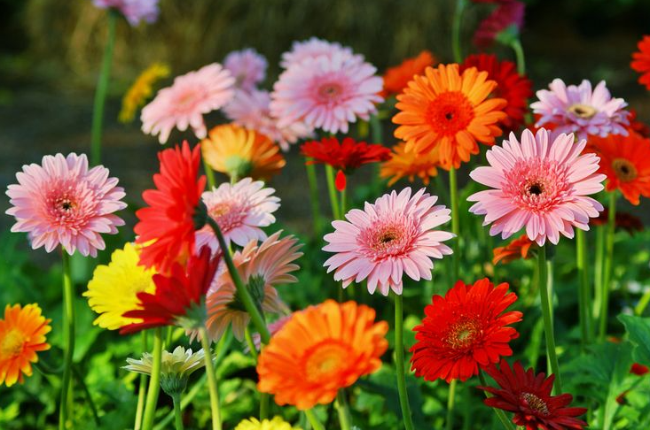 Gerbera Glory: Kekuatan Warna dan Keindahan dari Bunga Gerbera