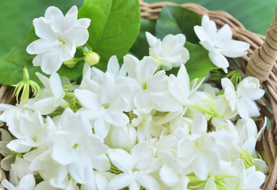 Jasmine Jubilee: Pesona Aromatik dari Bunga Melati