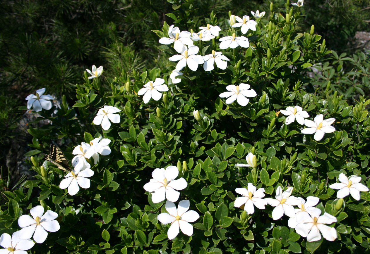 Gardenia Grace: Pesona dan Aroma yang Menenangkan dari Bunga Gardenia