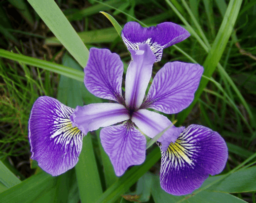 Iris Inspiration: Pesona dan Elegansi dari Bunga Iris