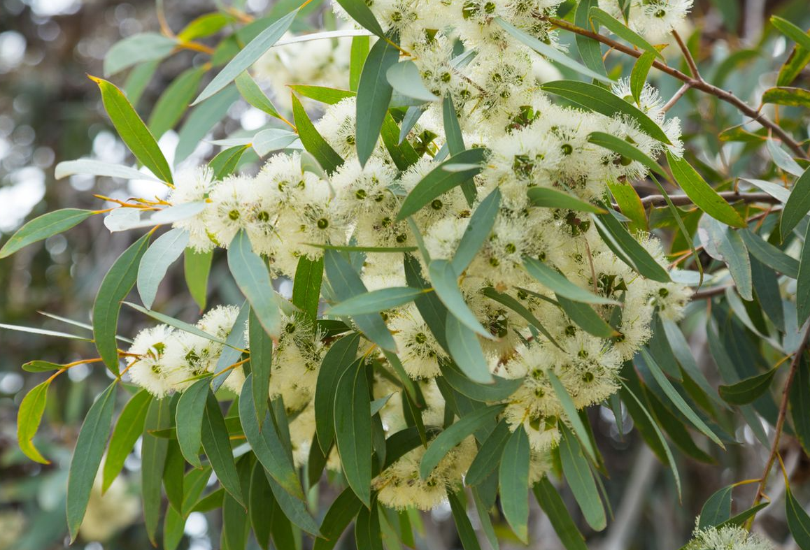 Aroma Menenangkan dan Manfaat Kesehatan dari Tanaman Eukaliptus