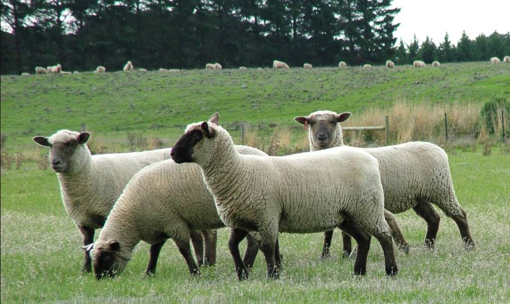 Mengenal Sifat dan Kualitas Domba Suffolk dalam Beternak