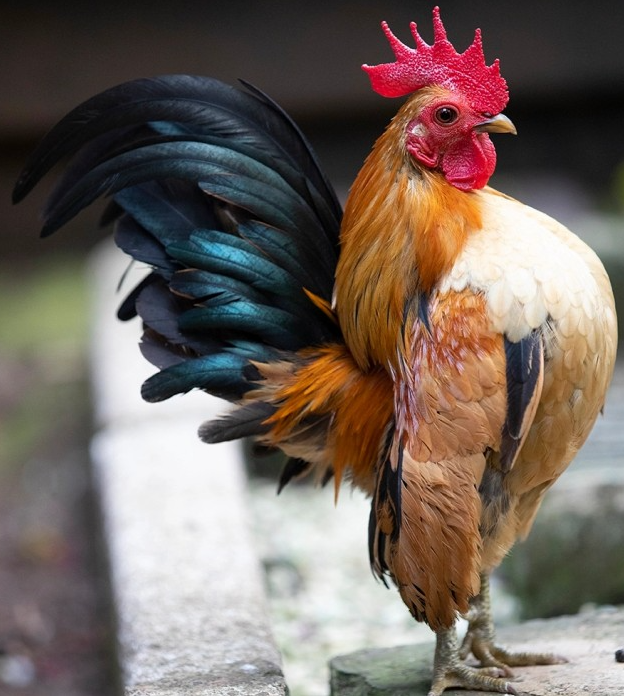 Tips Memilih dan Merawat Ayam Serama: Eksotisme dari Pulau Jawa