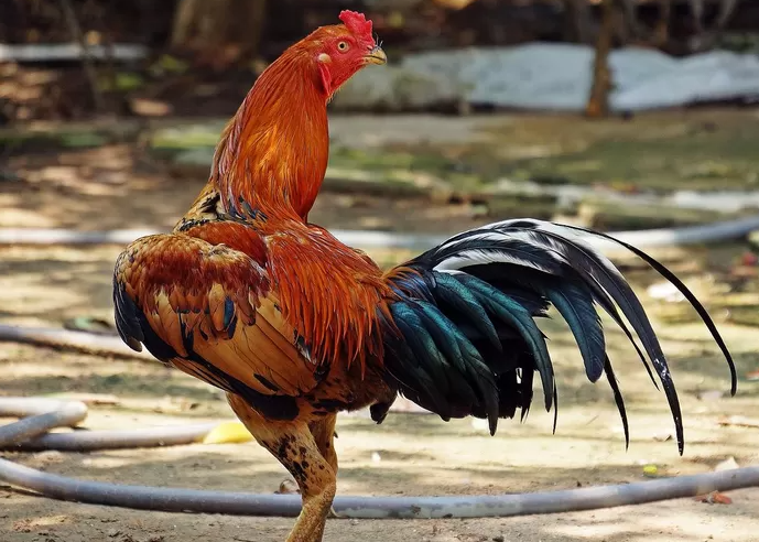 Panduan Beternak Ayam Bangkok: Menjaga Kualitas dan Produktivitas