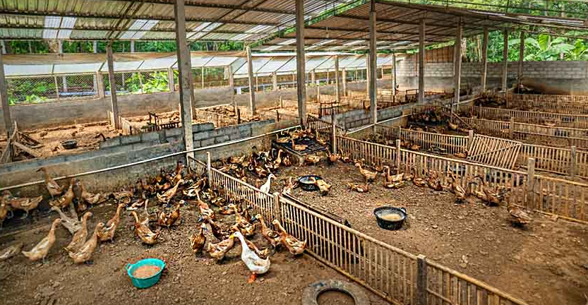 Mengelola Produksi Telur Bebek: Panduan Praktis untuk Pemilik Peternakan Bebek