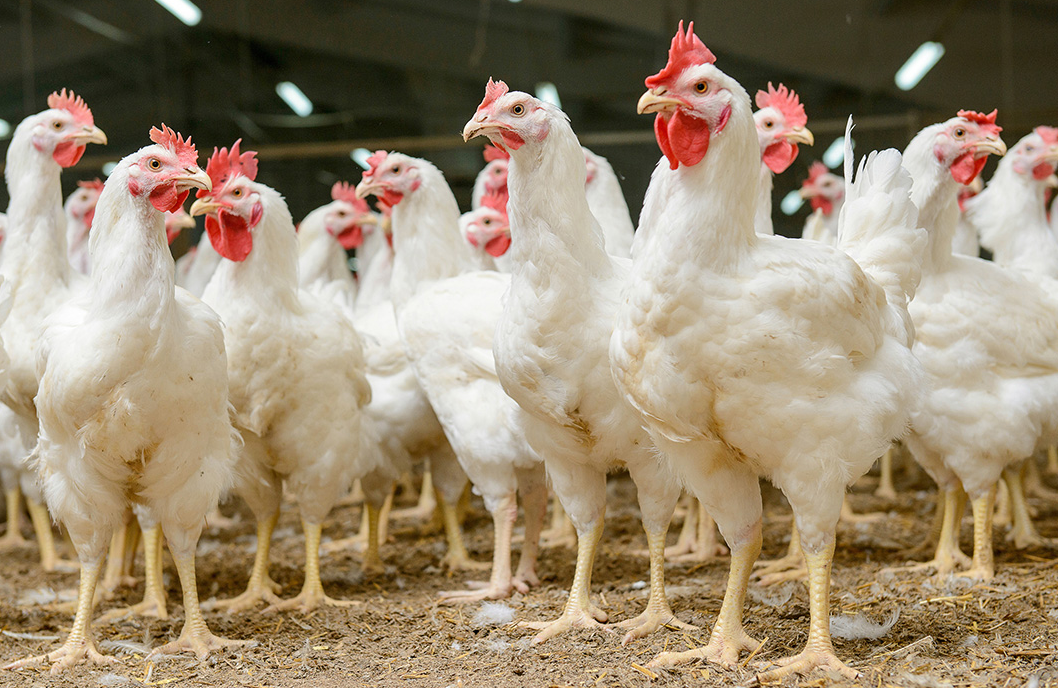 Menjaga Kesehatan Telur: Praktik Pengelolaan Ayam Ras Petelur yang Efektif