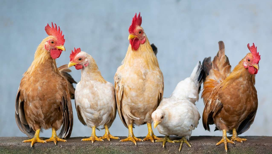 Ayam Ternak: Panduan Lengkap dan Pelajaran Berharga dari Pengalaman Pribadi