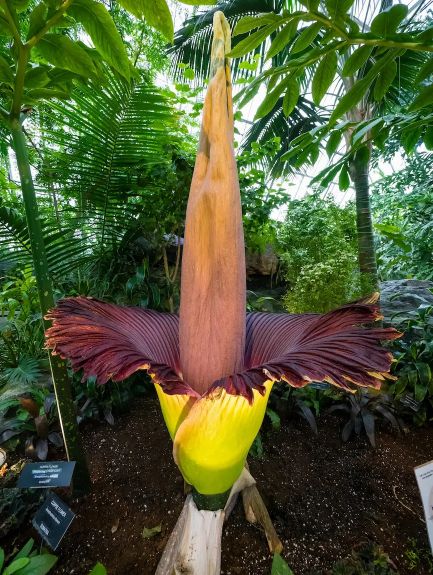 Amorphophallus titanum: Bunga Raksasa yang Bau, Langka, dan Penuh Kejutan