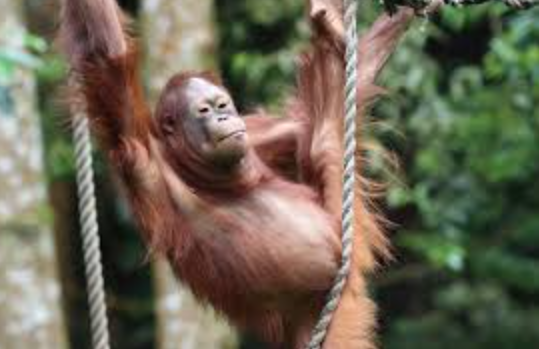 Orangutan: Fakta Menarik dan Upaya Pelestariannya